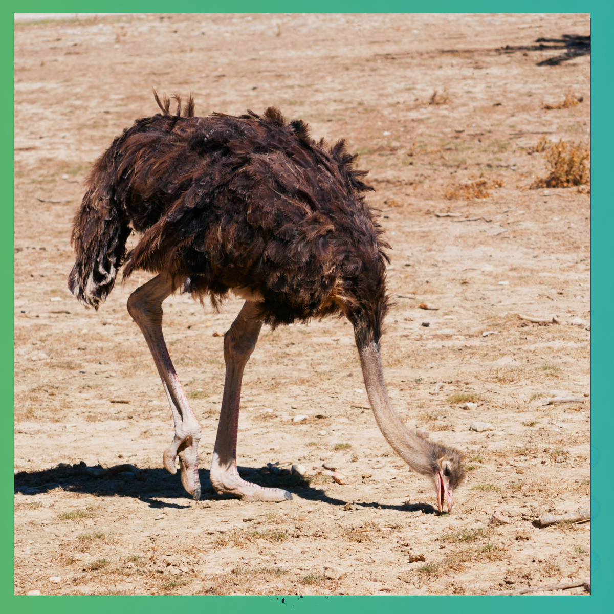 Ein Vogel Strauß mit Kopf in den Sand